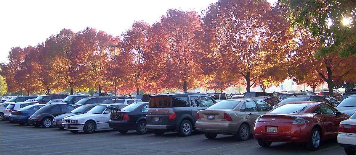 五颜六色的秋树和停着的汽车