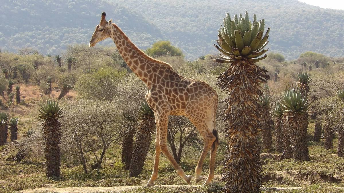 非洲丛林中，一只长颈鹿高高耸立在一株芦荟上